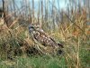 Short-eared Owl at Two Tree Island (Steve Arlow) (177182 bytes) Short-eared Owl at Two Tree Island (Steve Arlow) (177182 bytes)